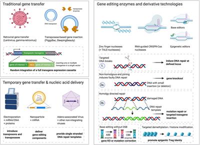 Super-Treg: Toward a New Era of Adoptive Treg Therapy Enabled by Genetic Modifications